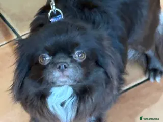 Chihuahua dogs Russian long hair Chihuahua - Advert 8