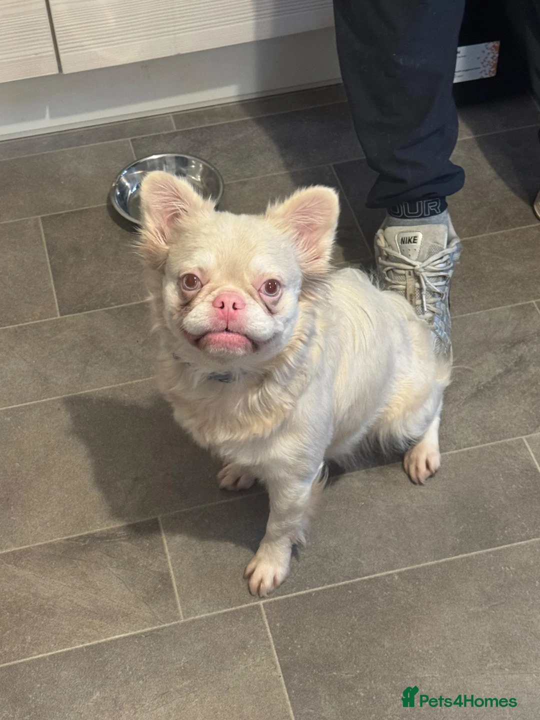 French Bulldog dogs for sale: Stunning frenchies  - Advert 2