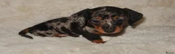 Miniature Dachshund dogs for sale: Miniature dachshund puppies - Advert 4