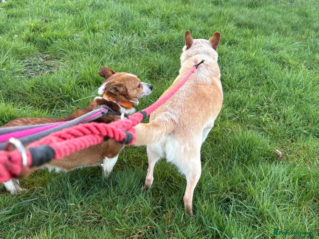 Mixed Breed dogs for adoption: Paddy - Hempnall Norfolk  - Advert 14