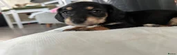 Mixed Breed dogs for sale: Mauxie Fluffy puppies maltese X dachshund mini in Scunthorpe - Advert 20