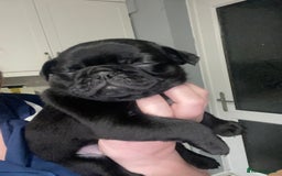 Frug dogs for sale: 5 pug puppies  - Advert 4