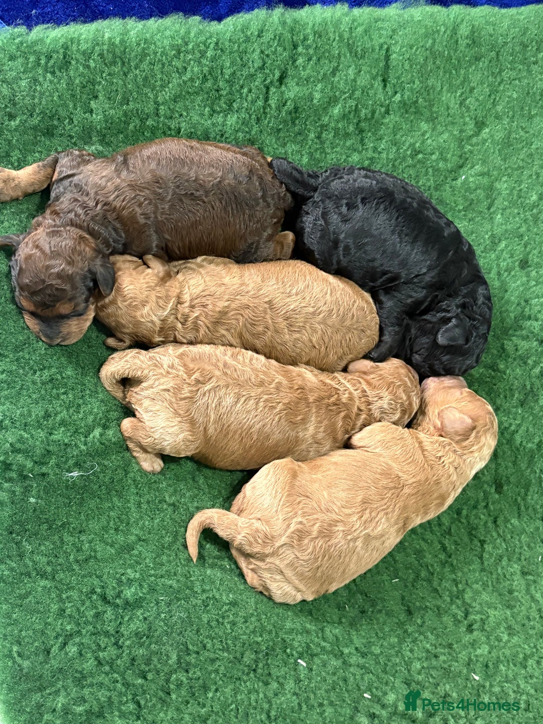 Cockapoo dogs for sale: Beautiful f1b cockapoo  - Advert 4