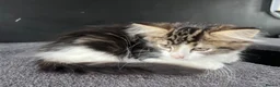 Mixed Breed cats for sale: Fluffy Kittens for sale - Advert 17