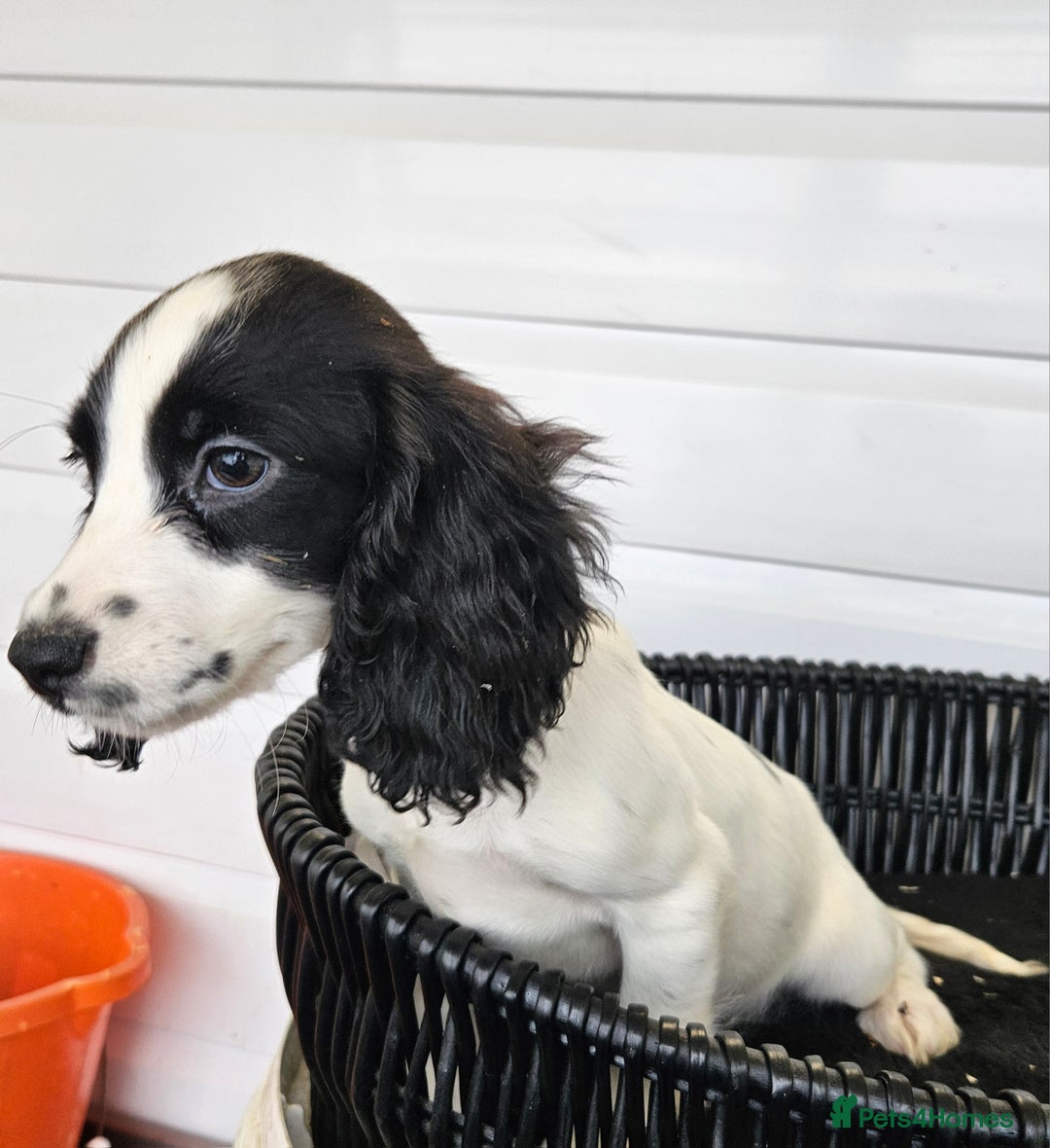 Cocker Spaniel dogs for sale: Working type rare marking cocker spaniels - Advert 4