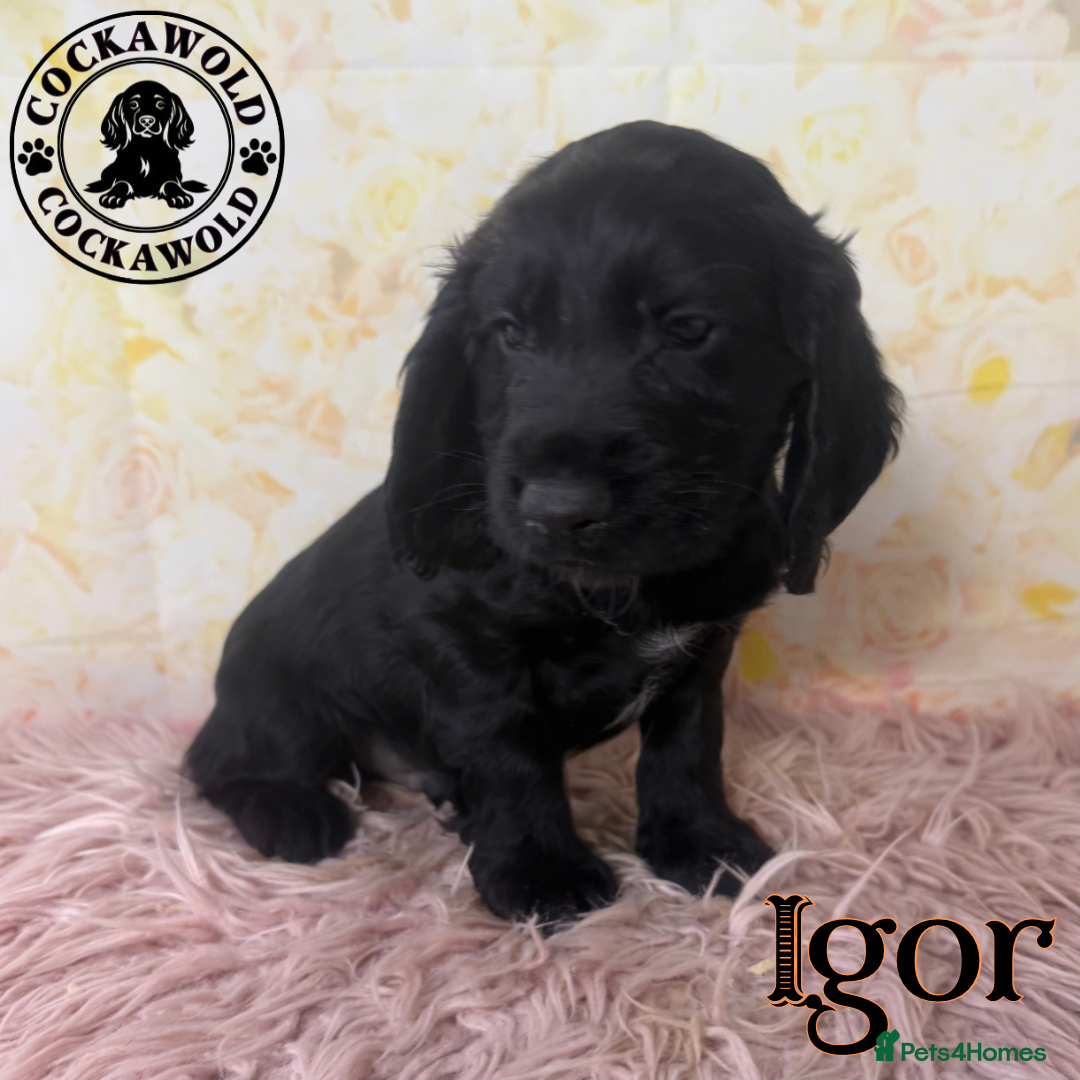 Cocker Spaniel dogs for sale: 🖤 Quality Cocker Spaniels 🖤 Ready Now 🖤 - Image 22