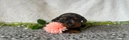 Miniature Dachshund dogs for sale: KC pedigree Mini Dachshund puppies - Advert 23