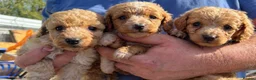 Cockapoo dogs for sale: Ready to Leave 🐶 Cockapoo Puppy’s  - Advert 2