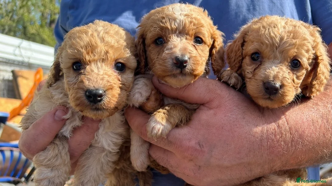 Cockapoo dogs for sale: Ready to Leave 🐶 Cockapoo Puppy’s  - Advert 2