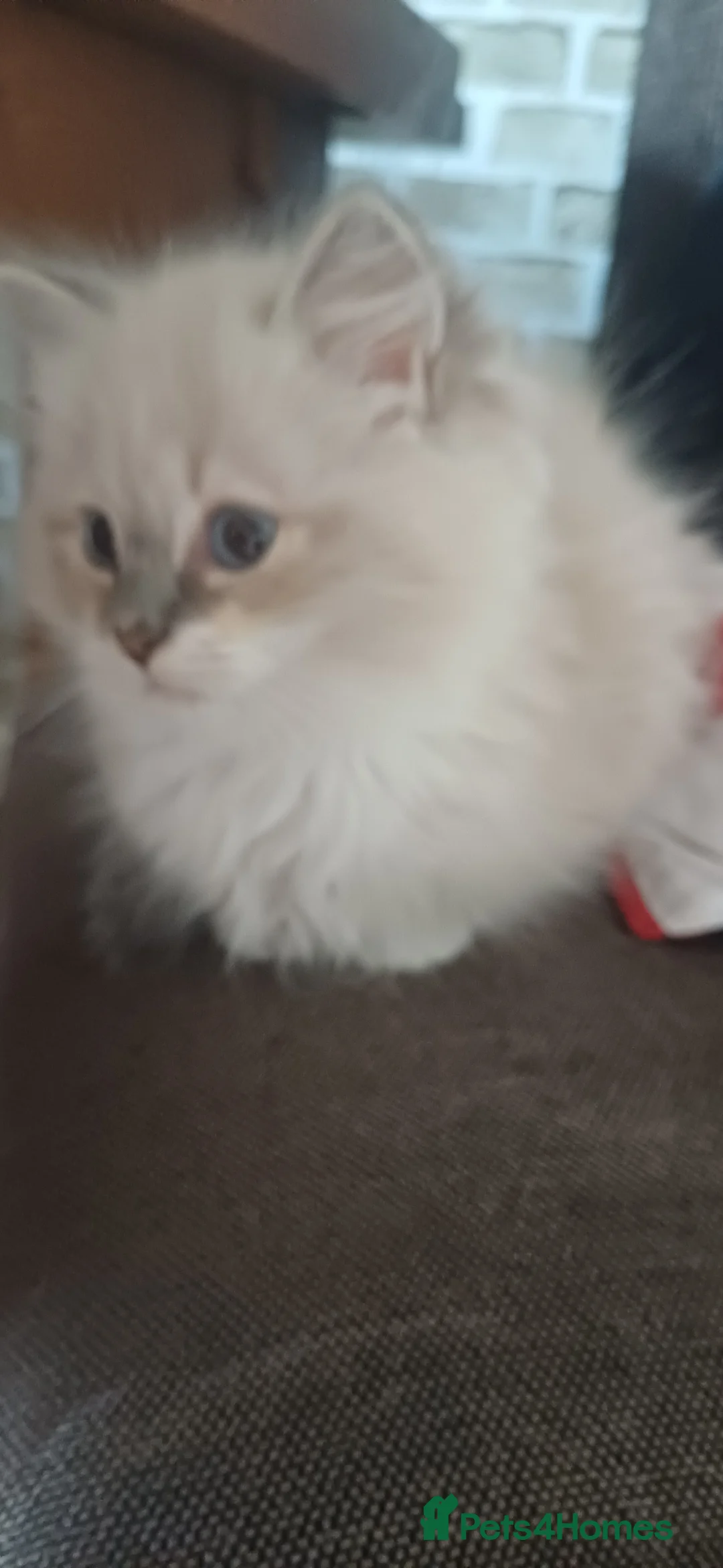 Ragdoll cats for sale: Beautiful litter available  - Advert 4