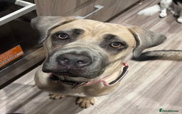 Cane Corso dogs for sale: Cane corso female - Advert 2