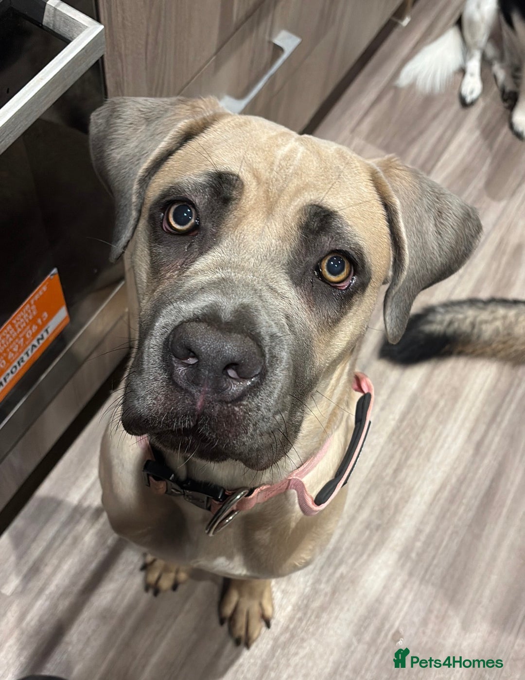 Cane Corso dogs for sale: Cane corso female - Advert 2