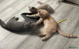 British Shorthair cats for sale: GCCF ACTIVE BRITISH SHORTHAIR MALE KITTENS - Image 8