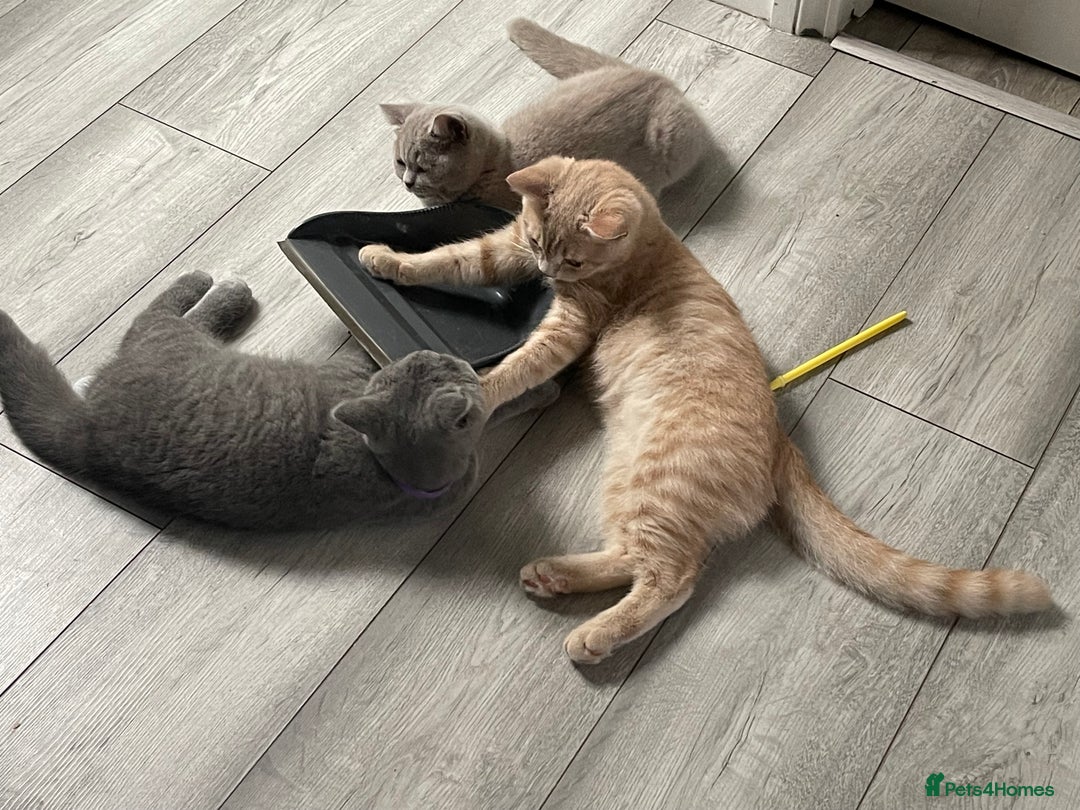 British Shorthair cats for sale: GCCF ACTIVE BRITISH SHORTHAIR MALE KITTENS - Image 8