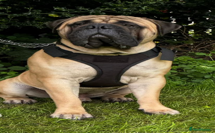 Bullmastiff dogs in Leeds - Advert 4