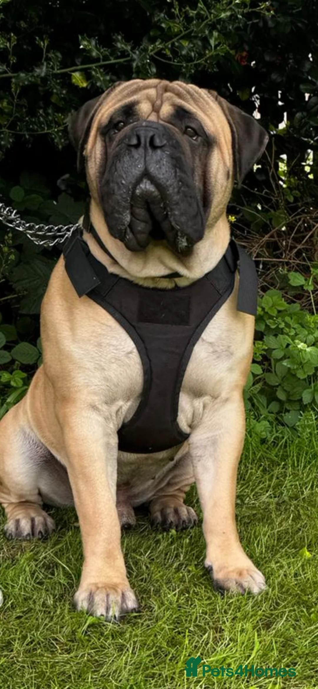Bullmastiff dogs for stud: KC BULLMASTIFF STUD ONLY  in Leeds - Advert 2