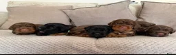 Sprocker dogs for sale: Last beautiful girl choc and tan Sprocker  - Advert 13
