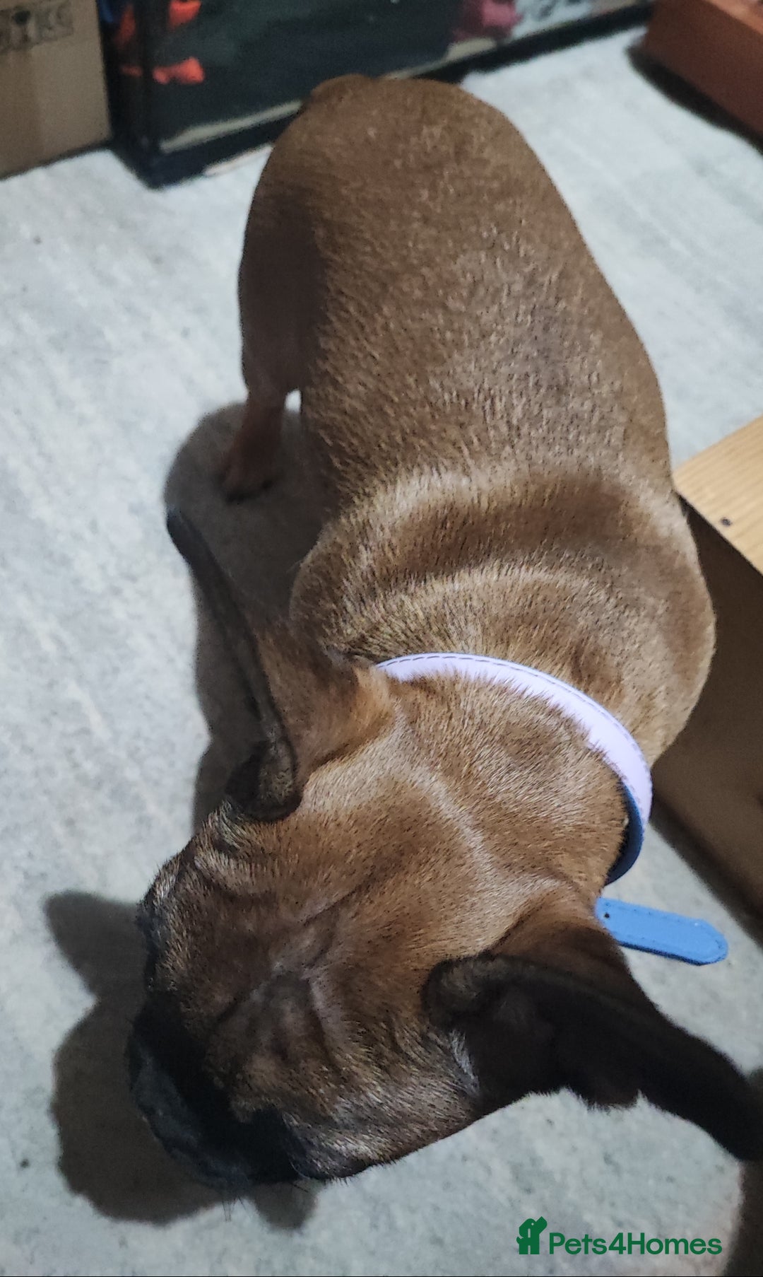 French Bulldog dogs for sale: French bulldog puppy  - Image 1