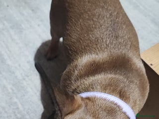 French Bulldog dogs - Advert 1