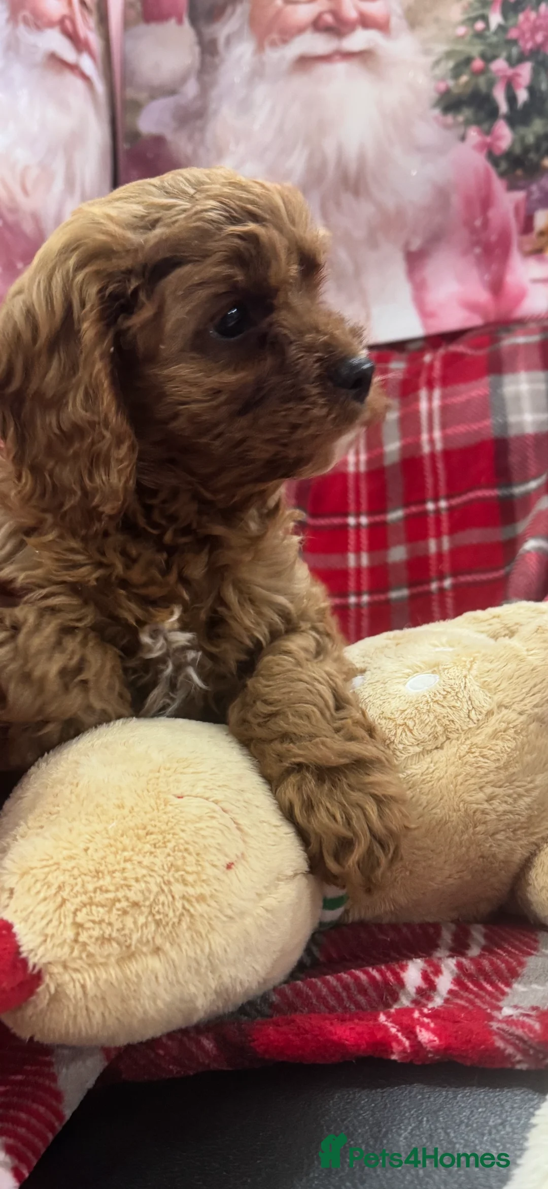 Cavapoo dogs for sale: Cavapoo boy pups ready now 🏡 - Advert 2