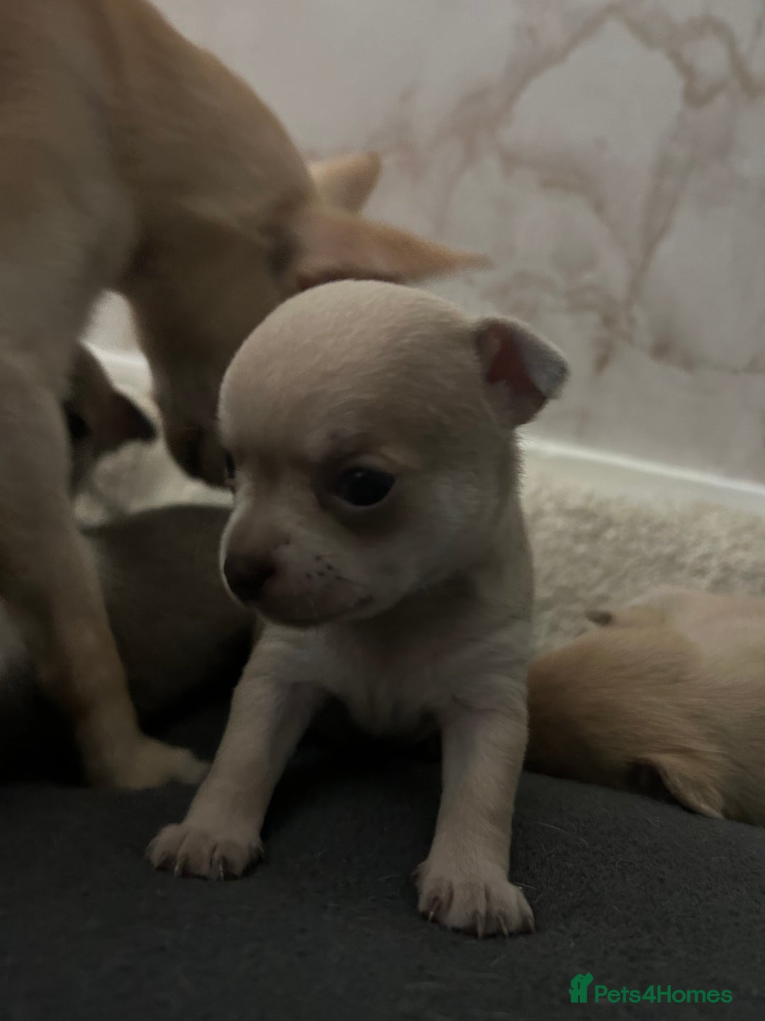 Chihuahua dogs for sale: smooth coat chihuahuas. Only the little boy left  - Advert 21
