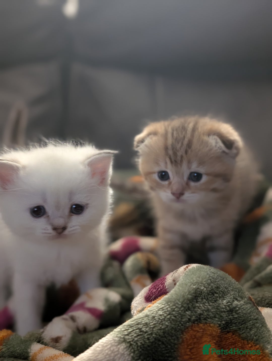 Mixed Breed cats for sale: Rare Ragfold kittens - Ready 26th January  - Advert 1