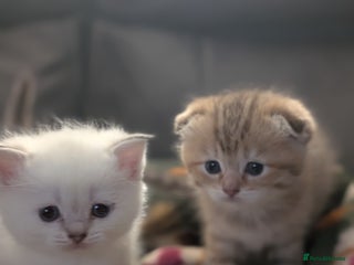 Mixed Breed cats Rare Ragfold kittens - Ready 26th January - Advert 10