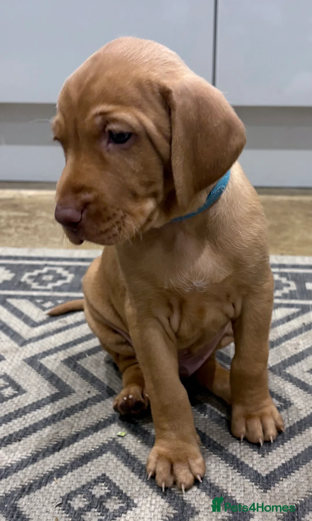 Hungarian Vizsla dogs for sale: Hookside Hungarian Viszla Puppies - Advert 8