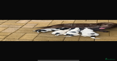 Cocker Spaniel dogs - Advert 9