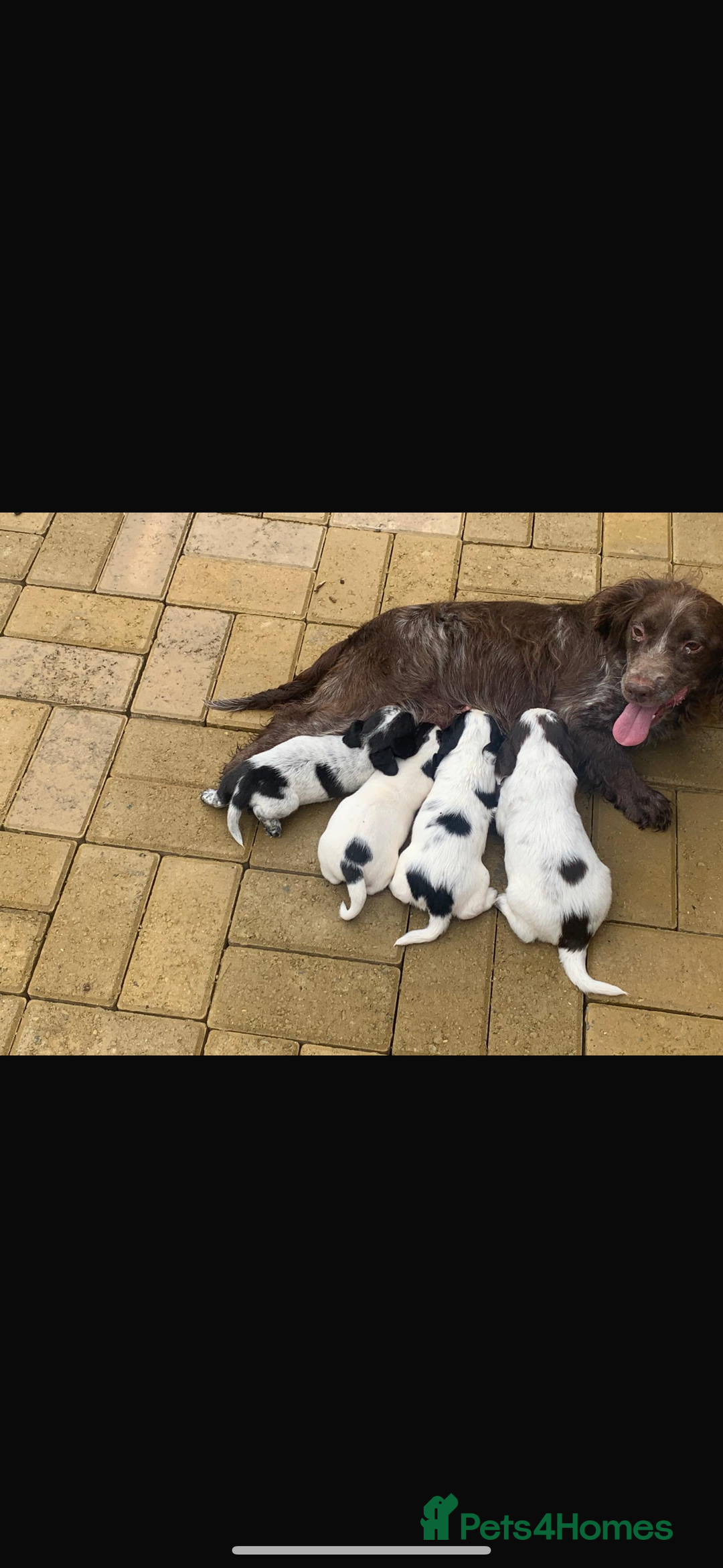 Cocker Spaniel dogs for sale: Cocker spaniel puppies only 2 left!  - Image 2