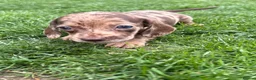 Dachshund dogs for sale: Stunning litter miniature sausage dogs - Advert 6