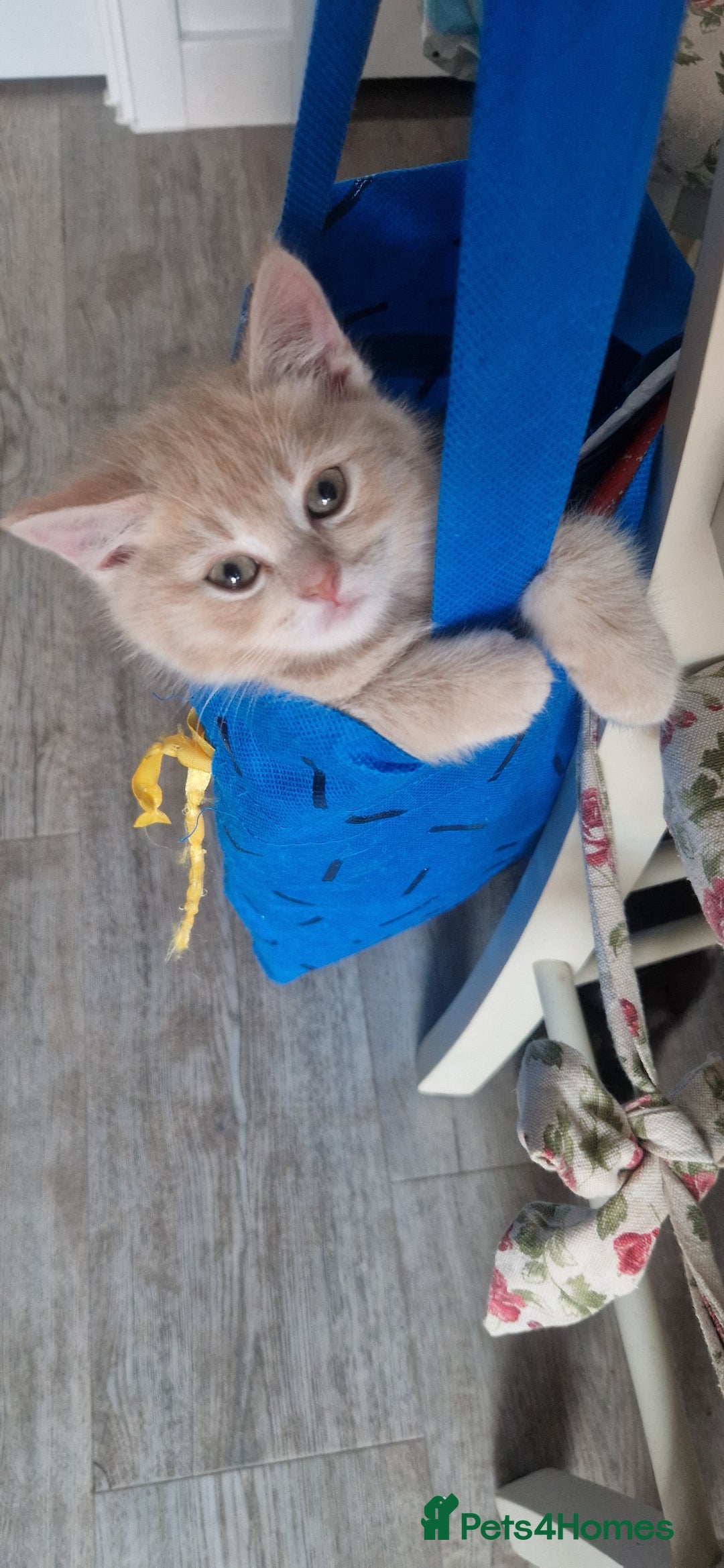 British Shorthair cats for sale: Cute british-shorthair kittens  - Image 15