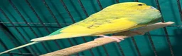 Budgerigars birds for sale: • Bonded pair — male & female young runcorn   ✅ - Advert 18