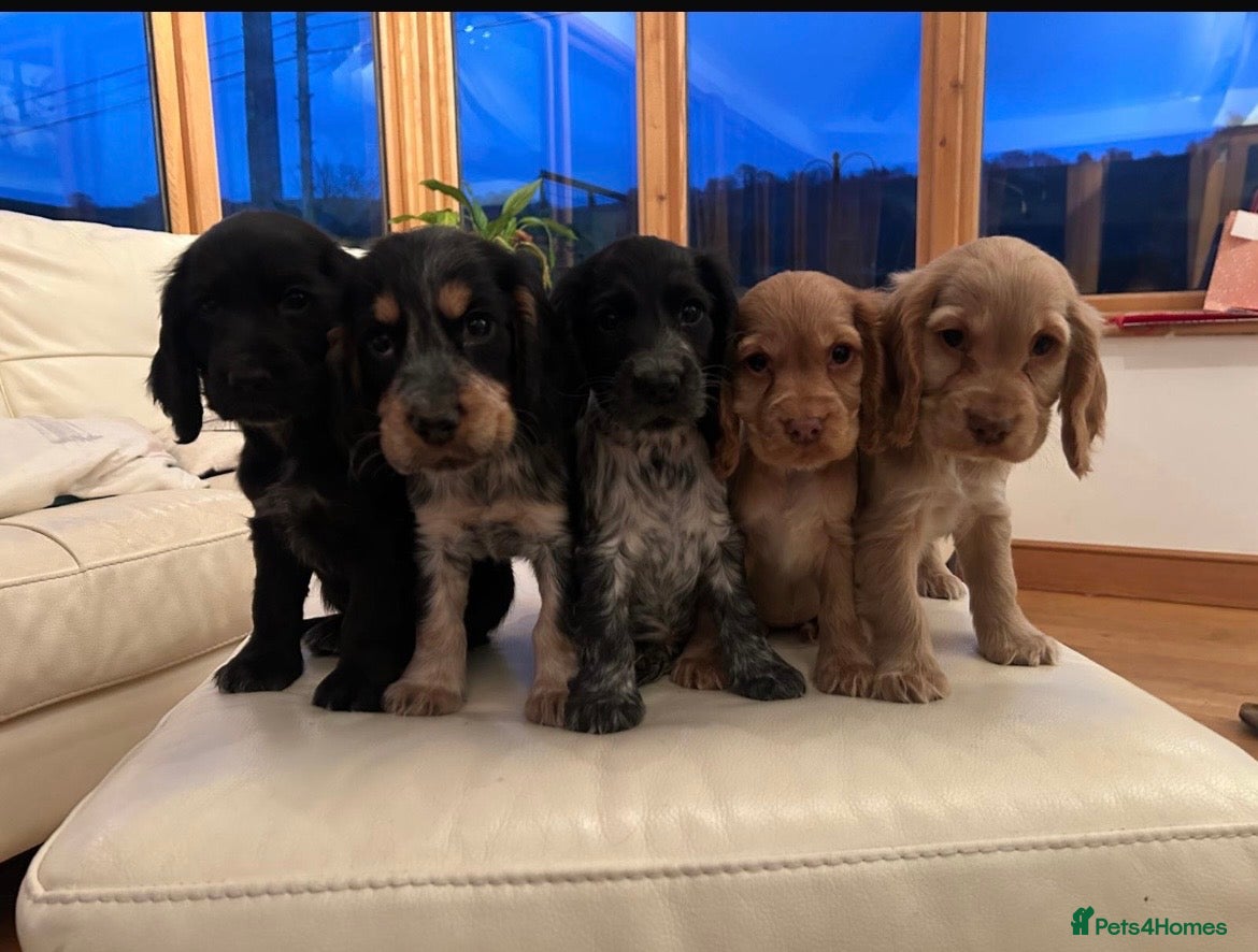 Cocker Spaniel dogs READY NOW 4 girls 1 boy left Show cocker spaniels - Advert 2