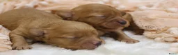 Cavapoo dogs for sale: Heath Tested Cavapoos - Advert 2