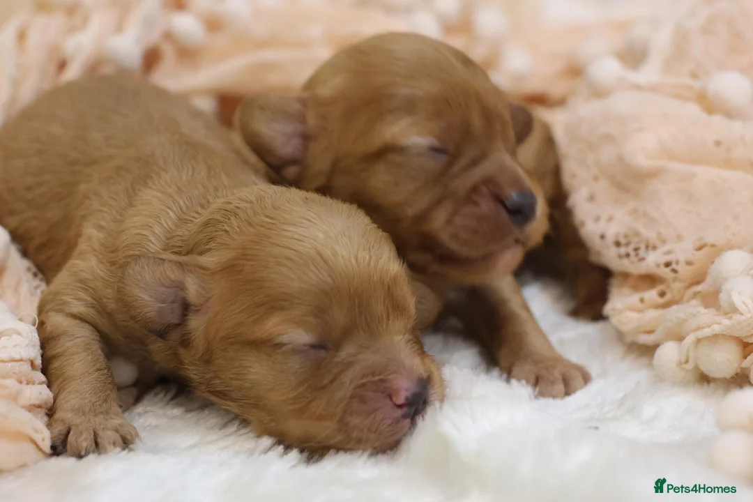 Cavapoo dogs for sale: Heath Tested Cavapoos - Advert 2