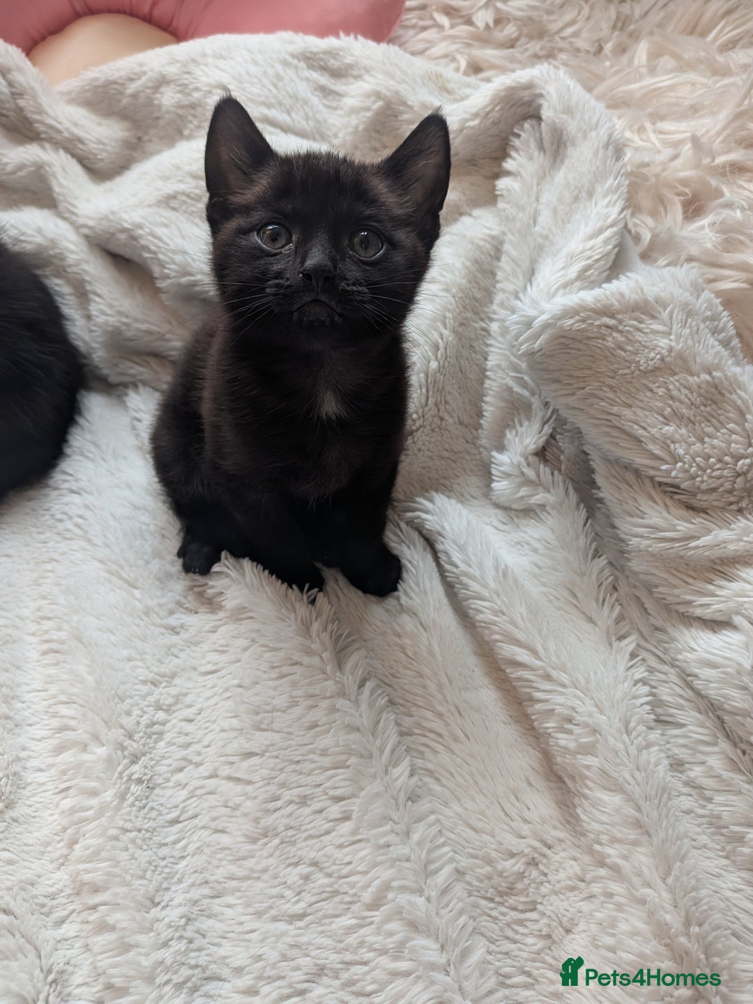 Mixed Breed cats for sale: Sweet kittens  - Image 6