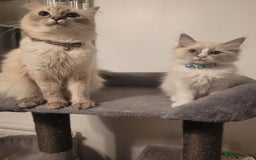 Ragdoll cats for sale: Ragdoll Kittens READY NOW  - Image 3