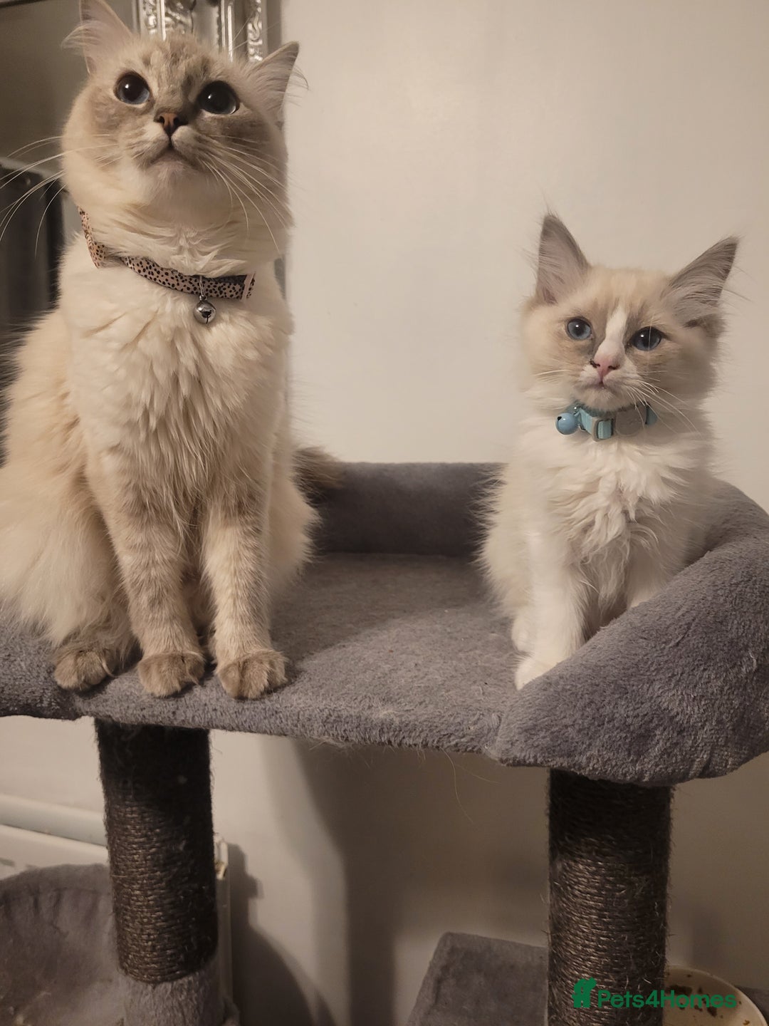 Ragdoll cats for sale: Ragdoll Kittens READY NOW  - Image 3
