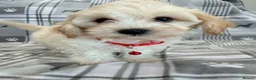 Maltipoo dogs for sale: Happy,loving affectionate Health Tested Maltipoo’s - Advert 16