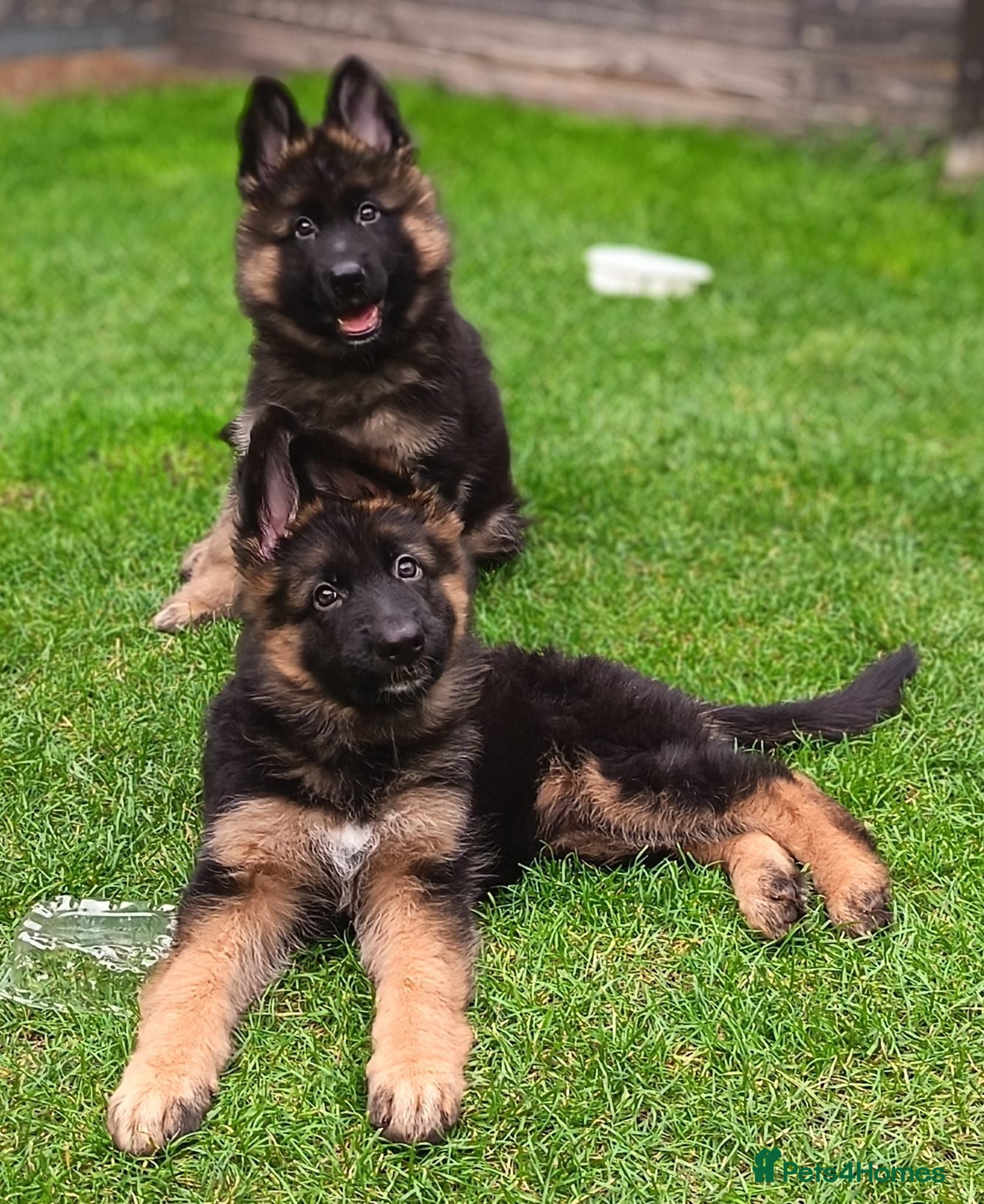 German Shepherd dogs KC PUPPIES FOR SALE - Advert 13