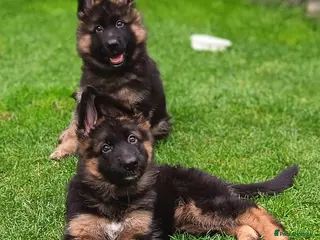 German Shepherd dogs KC PUPPIES FOR SALE - Advert 13
