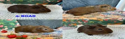 Guinea Pig rodents for sale: Various Guinea Pigs - Ready Now - Advert 8