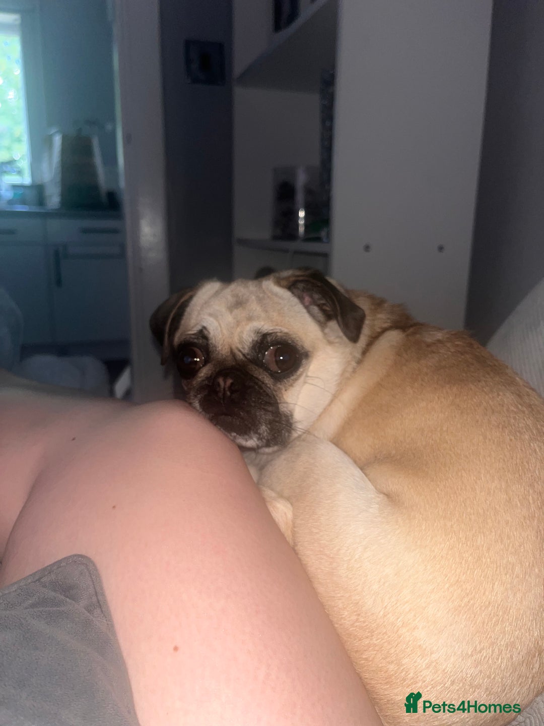 Pug dogs for sale: Female 2 year old pug for sale - Image 4