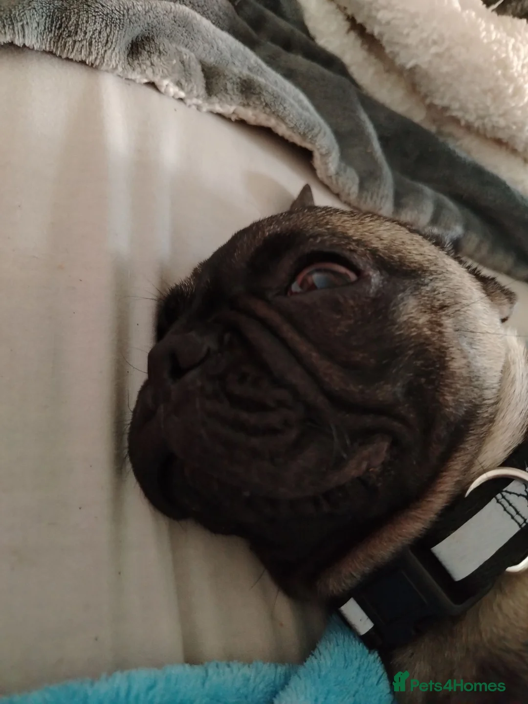 Frug dogs for sale: Dave  in Billericay - Advert 2
