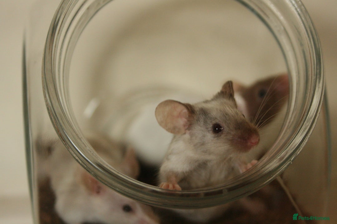 Mouse rodents for sale: 🐭 Female Mice Available for Adoption 🐭 - Advert 11