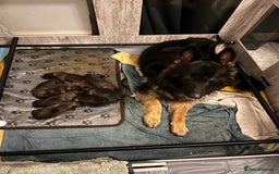 Mixed Breed dogs for sale: Adorable litter of 'shepinois' - Image 3