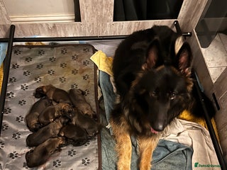 Mixed Breed dogs Adorable litter of 'shepinois' - Advert 7