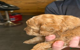 Cockapoo dogs for sale: F2 Cockapoo Puppies - Image 13