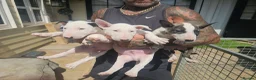 English Bull Terrier dogs for sale: English bullterrier pups for sale - Advert 17